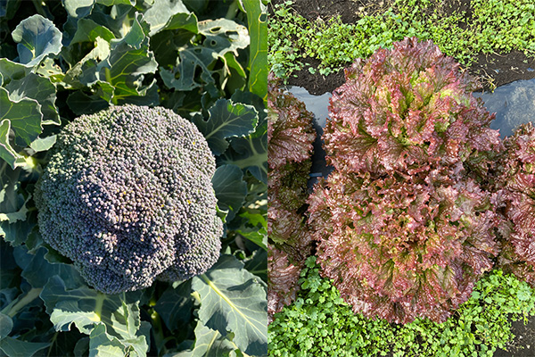 散布後のブロッコリー＆リーフレタスの生育状況