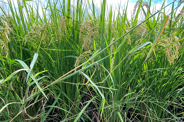 散布後のお米の生育状況